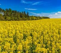 Płynny nawóz mikroelementowy (zawiera AOC) poprawiaja cy ukorzenienie roślin Nawóz powoduje rozrost masy korzeniowej, a przez to korzystnie wpływa na wzrost i plonowanie w uprawach rzepaku, zbóż,