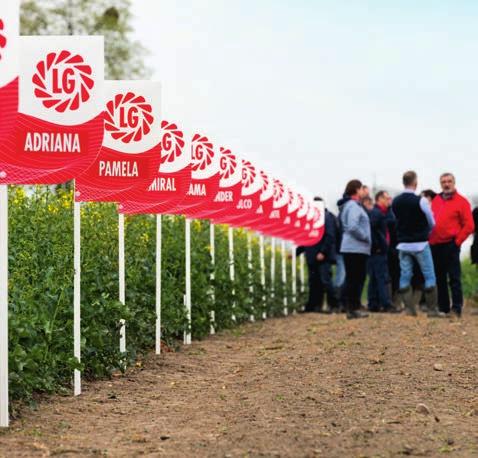 Ponadto odmiana charakteryzuje się bardzo wysokim zaolejeniem. Wysoki plon tłuszczu decyduje o wyjątkowej atrakcyjności tej odmiany jako surowca do przerobu przez olejarnie.