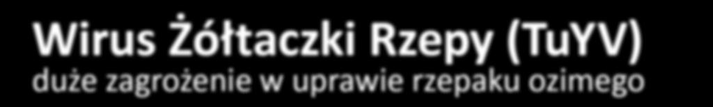 Szkody spowodowane przez choroby wirusowe w zbożach były szczególnie widoczne i dotkliwe w okresie jesień 2014/wiosna 2015.