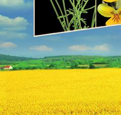 poziomie do 7%. Dotyczy to tzw. biopaliw pierwszej generacji, czyli wytwarzanych z surowców rolniczych np.