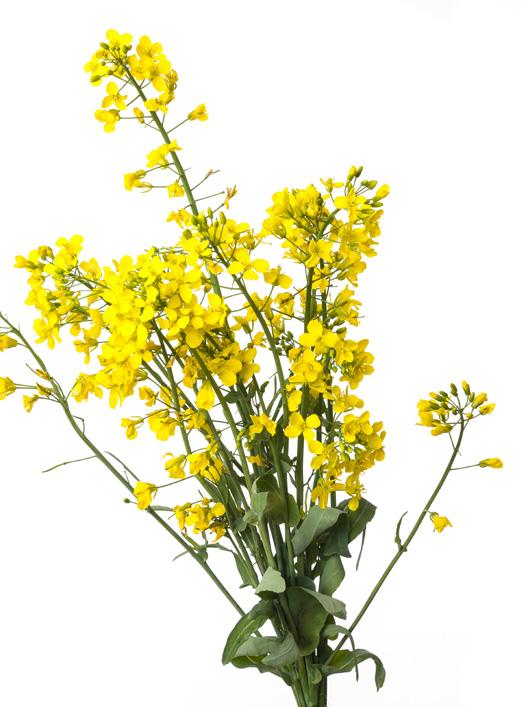 66 1 2 3 4 5 Krajowe Zrzeszenie Producentów Rzepaku i Roślin Białkowych 6 4 15 7 8 14 9 10 11 13 2 11 12 13 14 15 10 5 7 9 6 16