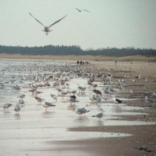 - WISŁA, MARTWA