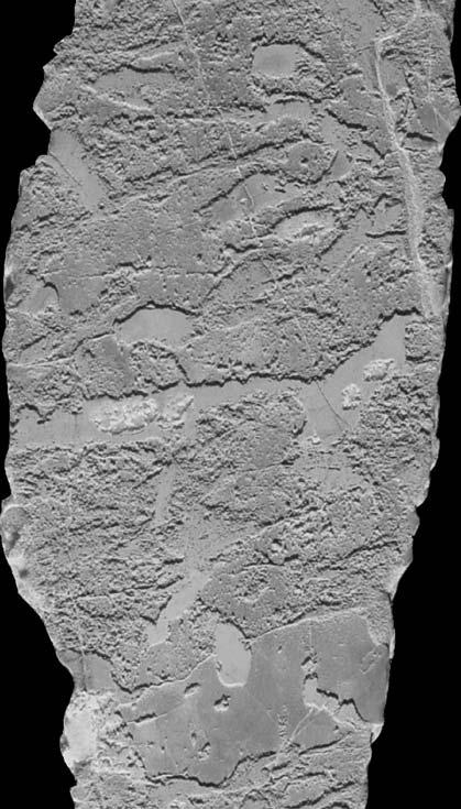 C Ryc. 5. Zdolomityzowane kalcylutyty triasu œrodkowego: selektywnie zdolomityzowny kalcylutyt ze strukturami bioturbacyjnymi (powierzchnia zg³adu trawiona kwasem mrówkowym).