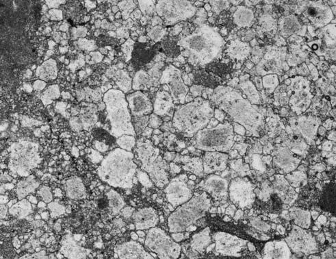 Giewont section, Lower Triassic; crystals of cements with zonal arrangement (arrows) resulting from contamination of detrital sediments.