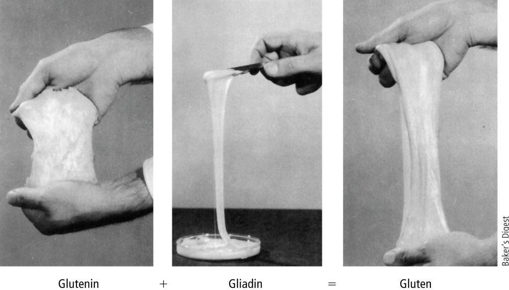 Gluten posiada właściwości fizykochemiczne i mechaniczne takie jak: elastyczność, sprężystość, lepkość i plastyczność.