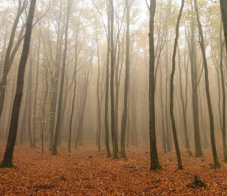 JESIEŃ Z KOMINKIEM STRONA