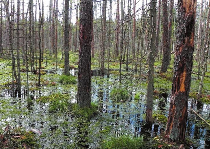 Fot. 11. Widok na 7120 Torfowiska wysokie zdegradowane lecz zdolne do naturalnej i stymulowanej regeneracji (fot. Włodzimierz Pisarek).