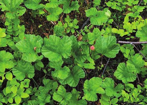 nego maliny moroszki Rubus chamaemorus (fot. 16), która znajduje tu optymalne warunki do rozwoju. Duża część osobników tego gatunku kwitnie i zawiązuje w tych płatach owoce.