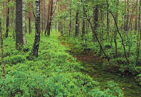 rezerwacie Sołtysek (fot. Jerzy Łaźniewski). Fot. 21.