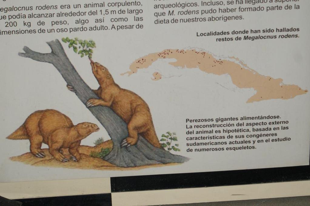 prawdopodobna ofiara ornimegalonyksów - naziemny