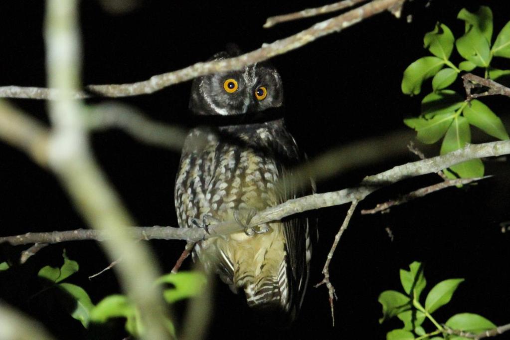 Kolejno od góry: sóweczka kubańska Glaucidium