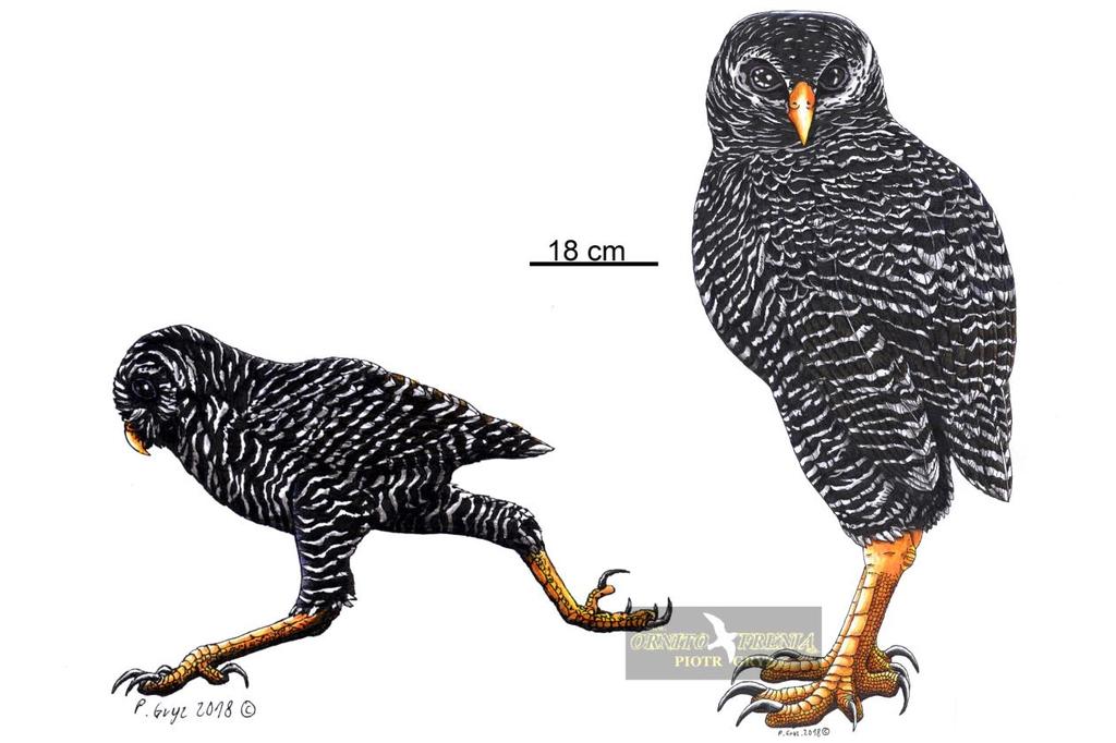 Ryc. 2 Rekonstrukcja przyżyciowa ornimegalonyksa największej sowy znanej nauce (rys. P.