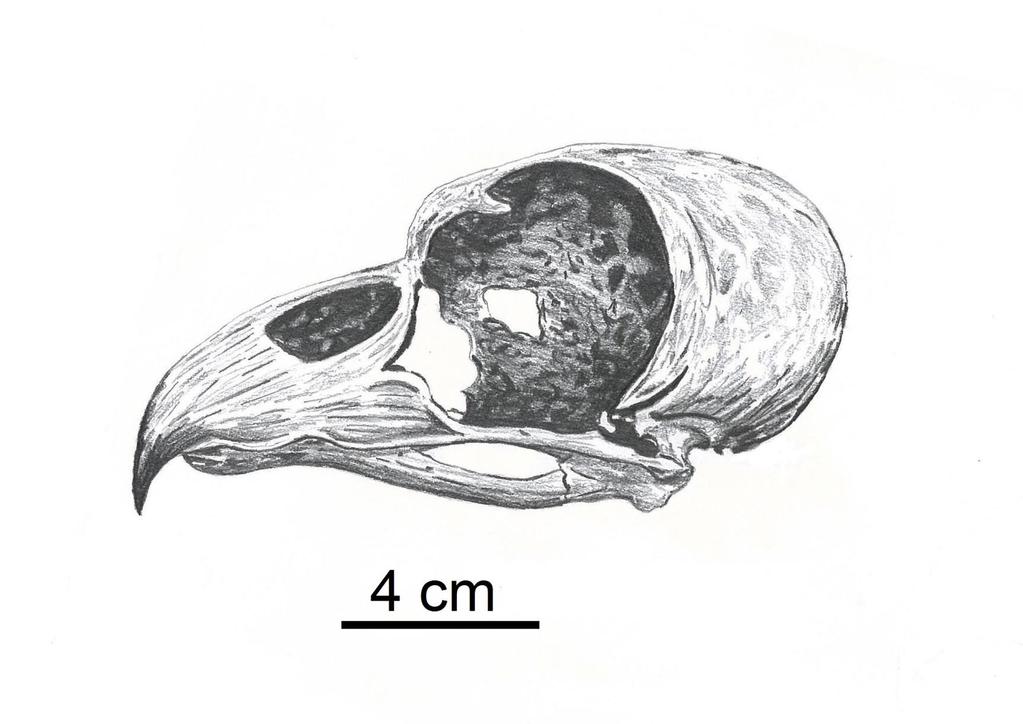 Ryc. 3 Rekonstrukcja czaszki ornimegalonyksa wg. Arredondo, 1975, oparta na typowym okazie S.E.C. P-