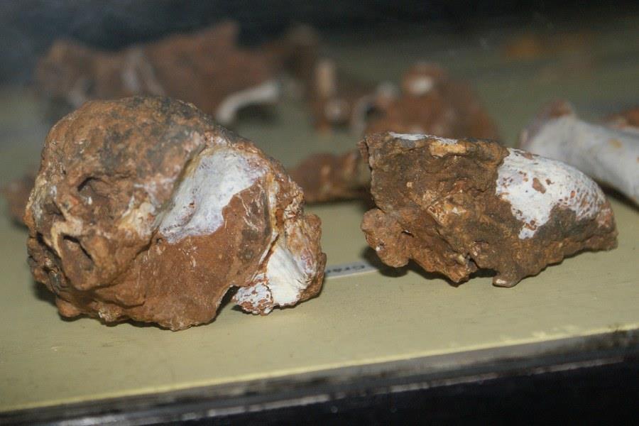 Ryc. 4 Porównanie wielkości palca II lewej nogi: A. - ornimegalonyksa, B. - puchacza. Wg. Arredondo, 1975 (rys.