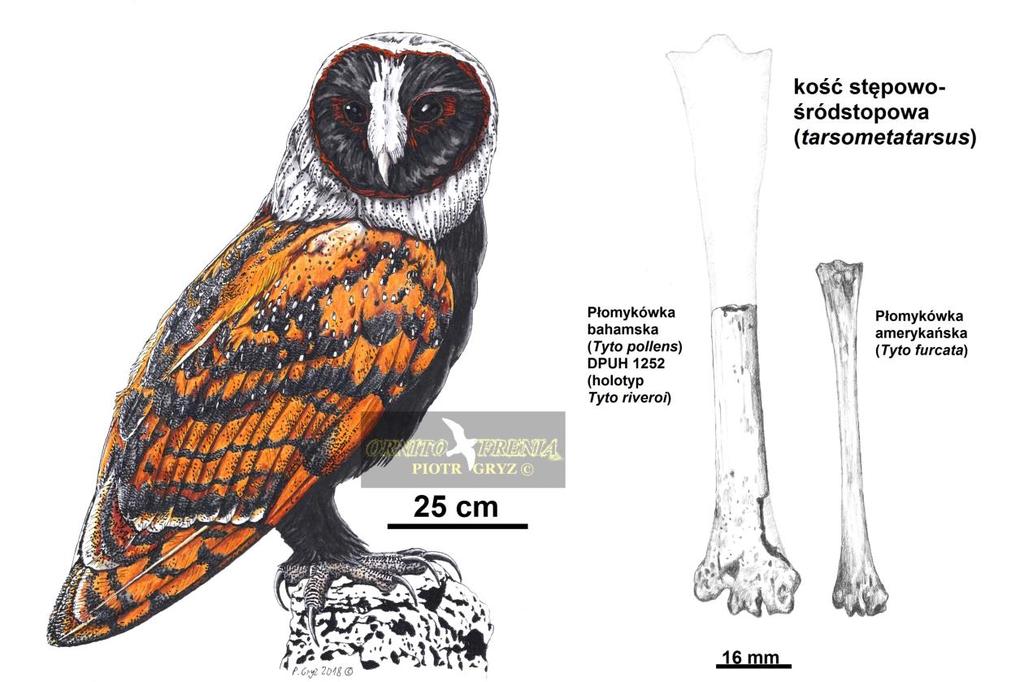 puchacz kubański Bubo osvaldoi (Arredondo i Olson, 1994) jedyny znany przedstawiciel rodzaju na Karaibach - był większy od wszystkich z dziś żyjących sów lecz mimo to dość blado wypadał przy