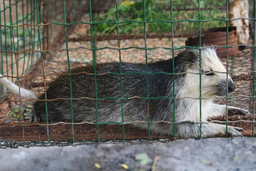 Obecność na Kubie aż 6 gatunków olbrzymich sów w tym samym czasie wskazuje, że była ona zapewne epicentrum radiacji tych ptaków i to z niej rozpoczęły kolonizacje Karaibów.