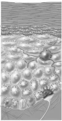 naskórku układają się w warstwy 3 1 Komórki naskórka: 1. keratynocyty (90%) 2.