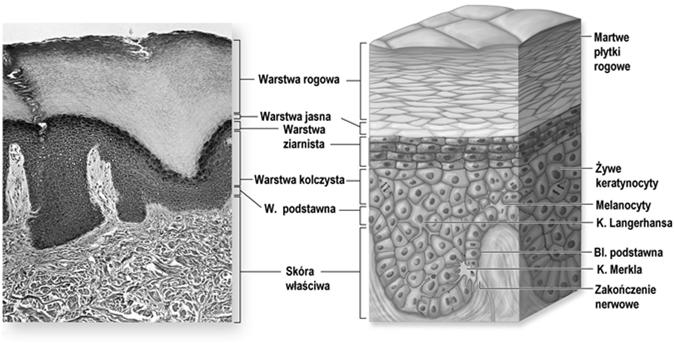 komórki Merkla 2 4 Główna populacja komórek keratynocyty; migrują od podstawy