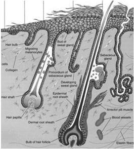 są tworami nabłonkowymi W trakcie wzrostu włos
