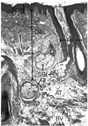 tyłowi przechodzi w macierz - podziały komórek macierzy warunkują wzrost paznokcia Skóra
