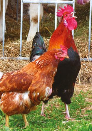 PRAKTYKI ZAWODOWE Wydział Hodowli i Biologii Zwierząt PRAKTYKI ZAWODOWE DLA STUDENTÓW WYDZIAŁU HODOWLI I BIOLOGII ZWIERZĄT Na Wydziale Hodowli i Biologii Zwierząt wiemy jak bezcenne są umiejętności