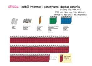 HUMAN GENOME PROJECT Analizy ludzkiego genomu pokazały że w 99,9% jesteśmy identyczni na poziomie DNA!