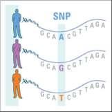 polimorficznych zmian dotyczących pojedynczego nukleotydu (SNPs - single nucleotide polymorphisms) One size does not fit all CO TO JEST SNP?