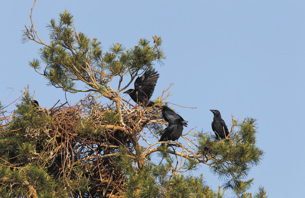 kryteriów IUCN, zakwalifikować go do gatunków narażonych na wyginięcie z kategorią VU (kryterium A2) (IUCN 2008).