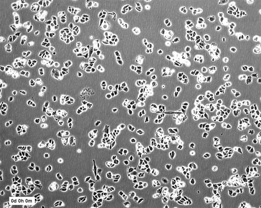 Badania radiobiologiczne Układ doświadczalny dedykowany badaniom