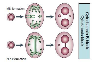 struktura w cytoplazmie