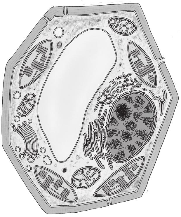 Rysunek do zadania 3. Na poniższym rysunku przedstawiono schemat budowy komórki. Oceń prawdziwość poniższego zdania.