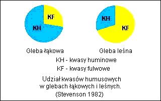 Typy próchnicy wg.