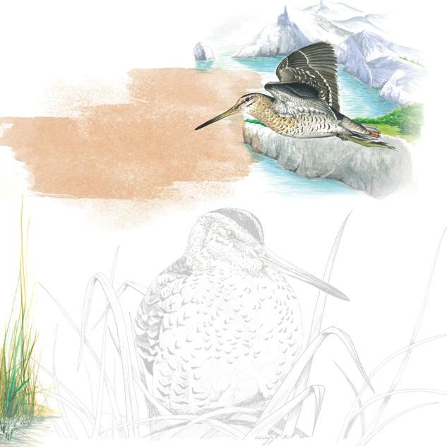 Jak chronimy DUBELTY rysunki dubeltów - Marek Kołodziejczyk kupujemy grunty w Dolinie Górnej Narwi 160 hektarów zakupionych w ramach projektu będzie użytkowane wyłącznie z myślą o ptakach, odtwarzamy