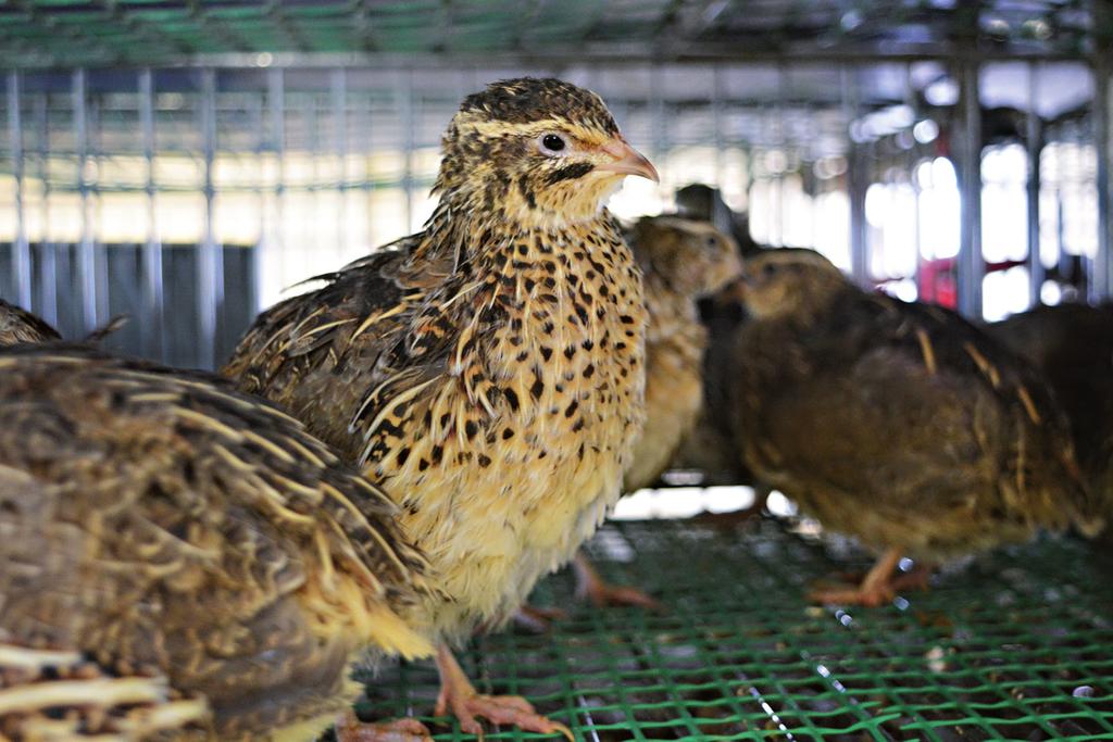 1. Charakterystyka przepiórki japońskiej Przepiórka japońska (Coturnix japonica) to mały, długości do 20 cm ptak wędrowny, prowadzący skryty i naziemny tryb życia.