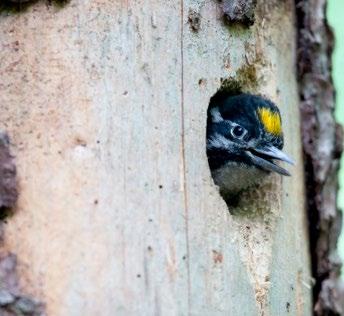 PUSZCZA BIAŁOWIESKA RAPORT Z DEWASTACJI Wyniki społecznej kontroli działalności Lasów Państwowych w Puszczy Białowieskiej w 2017 roku 19 2.5. Usuwanie ponadstuletnich martwych świerków Na czym polega?