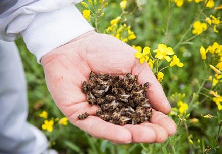 Co zagraża zapylaczom? Co zagraża zapylaczom? Istnieje szereg czynników zagrażających zapylaczom. Niestety, właściwie każdy z nich jest związany z działalnością człowieka.