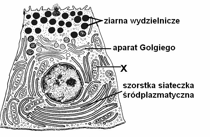 2 Okręgowa Komisja Egzaminacyjna w Poznaniu Zadanie 1. (2 pkt) Wazopresyna i oksytocyna to hormony o podobnej budowie - oba są cyklicznymi peptydami.