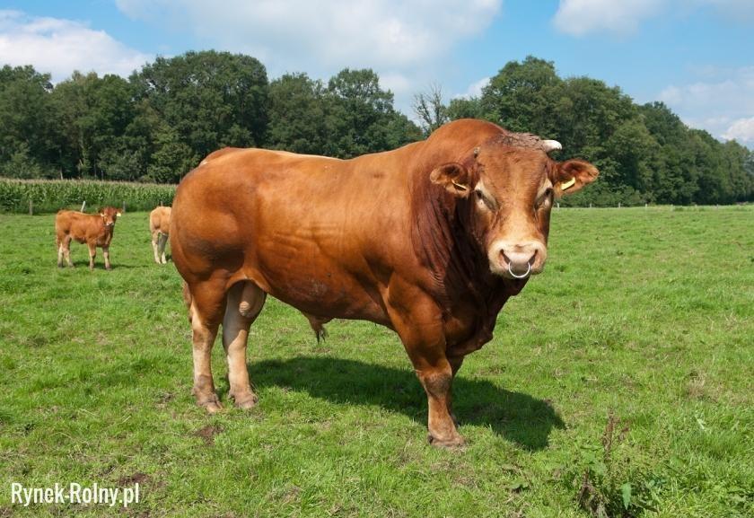 Zadanie 1. Ilustracja przedstawia buhaja rasy jersey. hereford. limousine. piemontese. Zadanie 2.