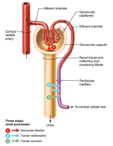 Działanie nerki tętnica tętniczka doprowadzająca kapilary kłębuszka tętniczka odprowadzająca torebka Bowmana kanaliki nerkowy i kanalik zbiorczy