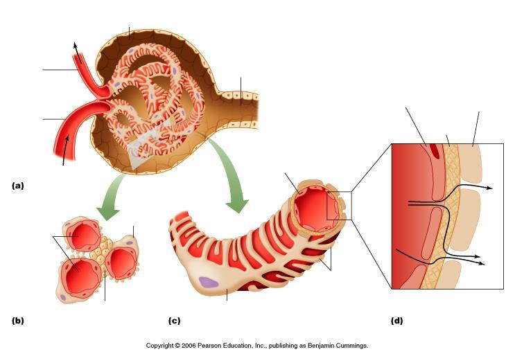 Kłębuszek nerkowy Torebka Bowmana Tętniczka odprowadzająca Tętniczka