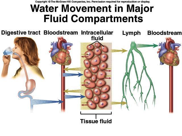 Przemieszczanie się wody w głównych przedziałach organizmu
