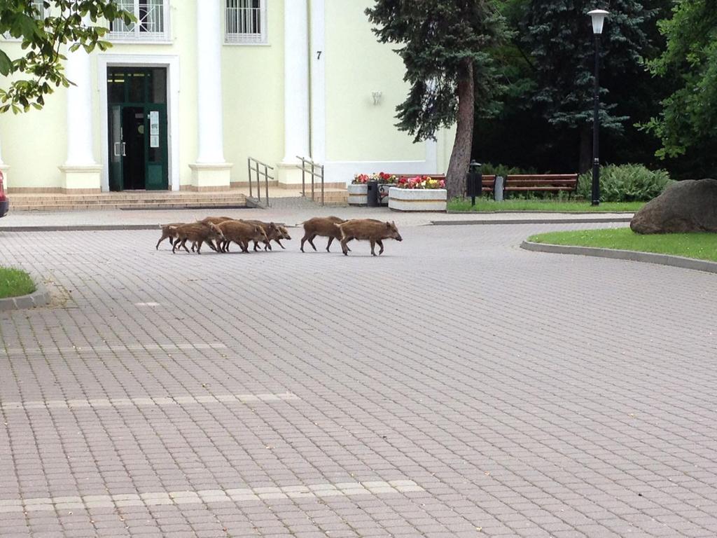 WYDZIAŁ LEŚNY SGGW W