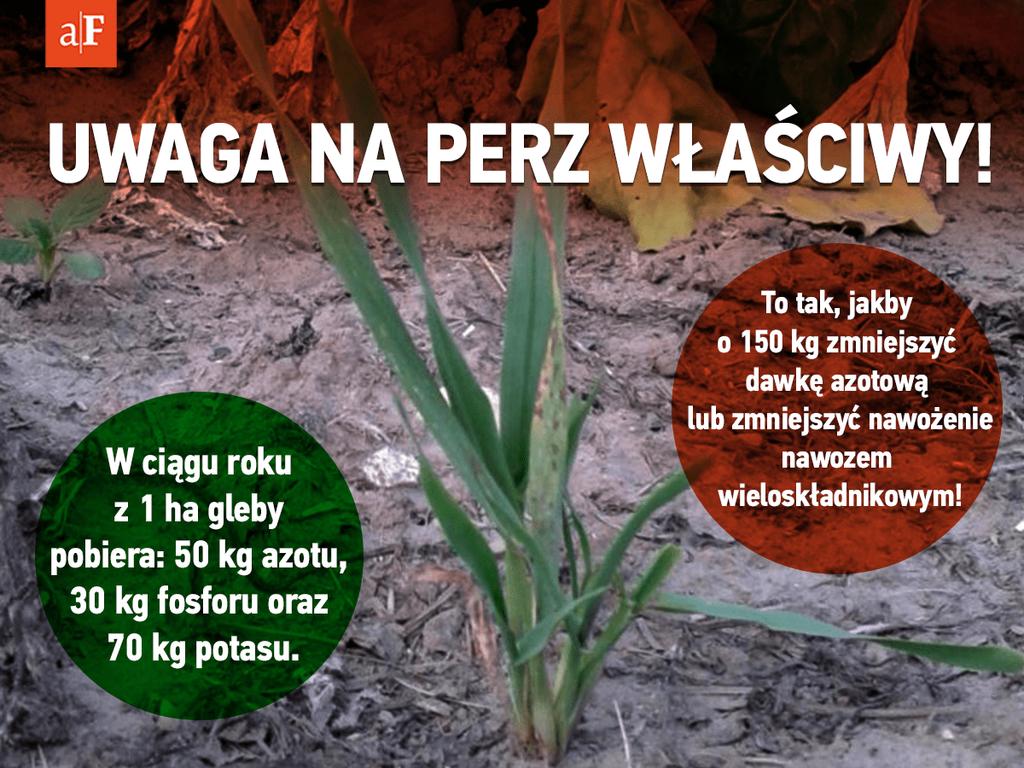 https://www. Uwaga na perz właściwy! Aby pozbyć się chwastów ze swojej plantacji, rolnik wybrał preparat Apyros 75 WG firmy Nufarm.