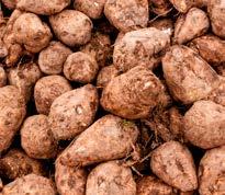 pobudza rośliny do wzrostu i poprawia ich witalność 3 kg, 10 kg zaopatruje rośliny w makroskładniki i mikroskładniki pokarmowe zwiększa plon i polepsza jego jakość [% m/m] Zastosowanie Magnez