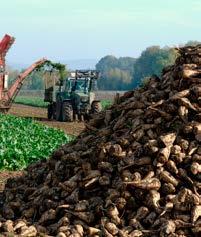 JEDNOSTRONNEJ Buster 100 EC 1 l/ha chizalofop-p-etylowy (100 g) Partner+ 0,5 l/ha adiuwant olejowy ZWALCZANIE PERZU WŁAŚCIWEGO