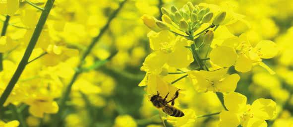 WIOSENNA OCHRONA RZEPAKU Zbliżająca się wiosna to odpowiedni czas na lustrację plantacji rzepaku oraz ocenę stanu przezimowania, zdrowotności.