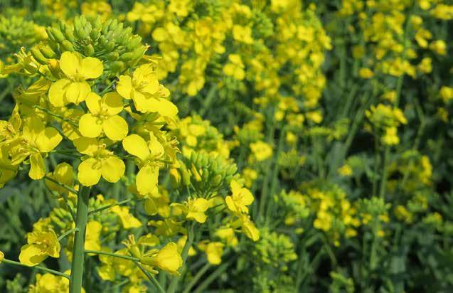 PIORUN 200 SL ŚRODKI OCHRONY ROŚLIN - INSEKTYCYDY CYREN 480 EC ŚRODKI OCHRONY ROŚLIN - INSEKTYCYDY ZAWARTOŚĆ SUBSTANCJI AKTYWNYCH: acetamipryd (związek z grupy pochodnych neonikotynoidów) - 200 g/l