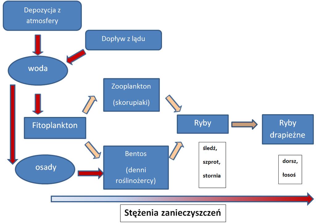 Transfer zanieczyszczeń w środowisku morskim Dieta