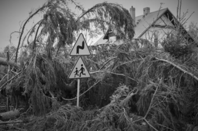 Obszar społeczny i pracowniczy Skutki sierpniowej nawałnicy na pomorzu to 9,8 mln m3 powalonych i połamanych drzew, 79,7 tys. ha uszkodzonych lasów, w tym 39,2 tys. ha do całkowitego odnowienia.