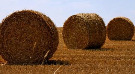 Zadanie 1. Którego sprzętu należy użyć, aby otrzymać baloty przedstawione na ilustracji? Owijarki bel. Prasy zwijającej. Prasy kostkującej. Agregatu ścierniskowego.